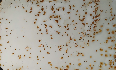 漆膜点蚀缺陷 漆膜点蚀缺陷